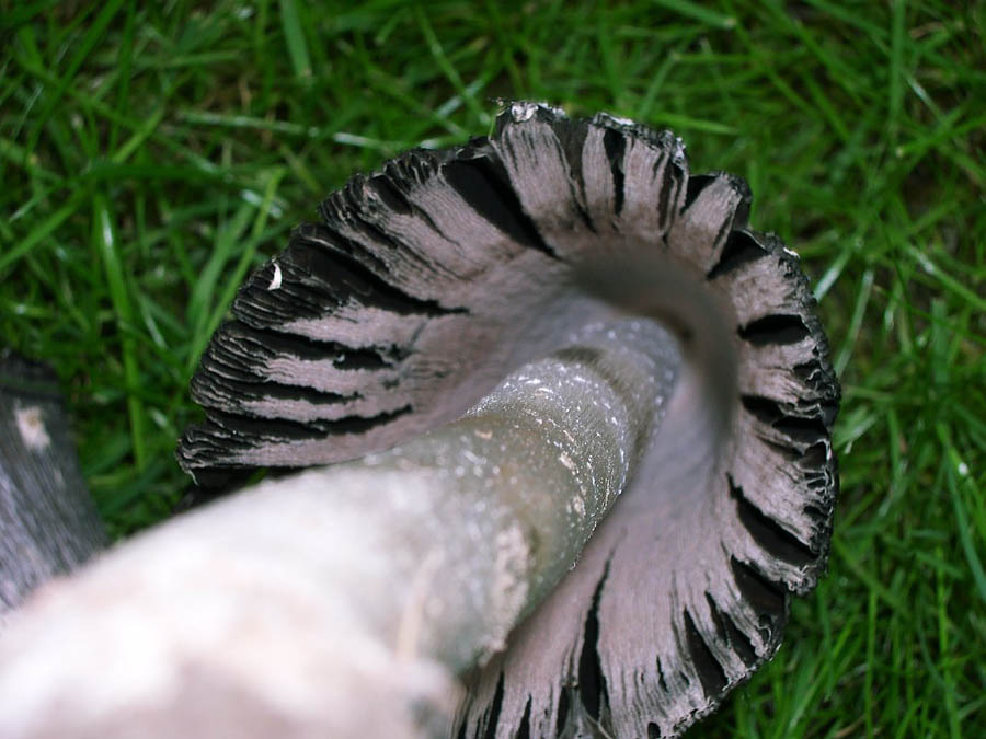 Coprinus comatus.